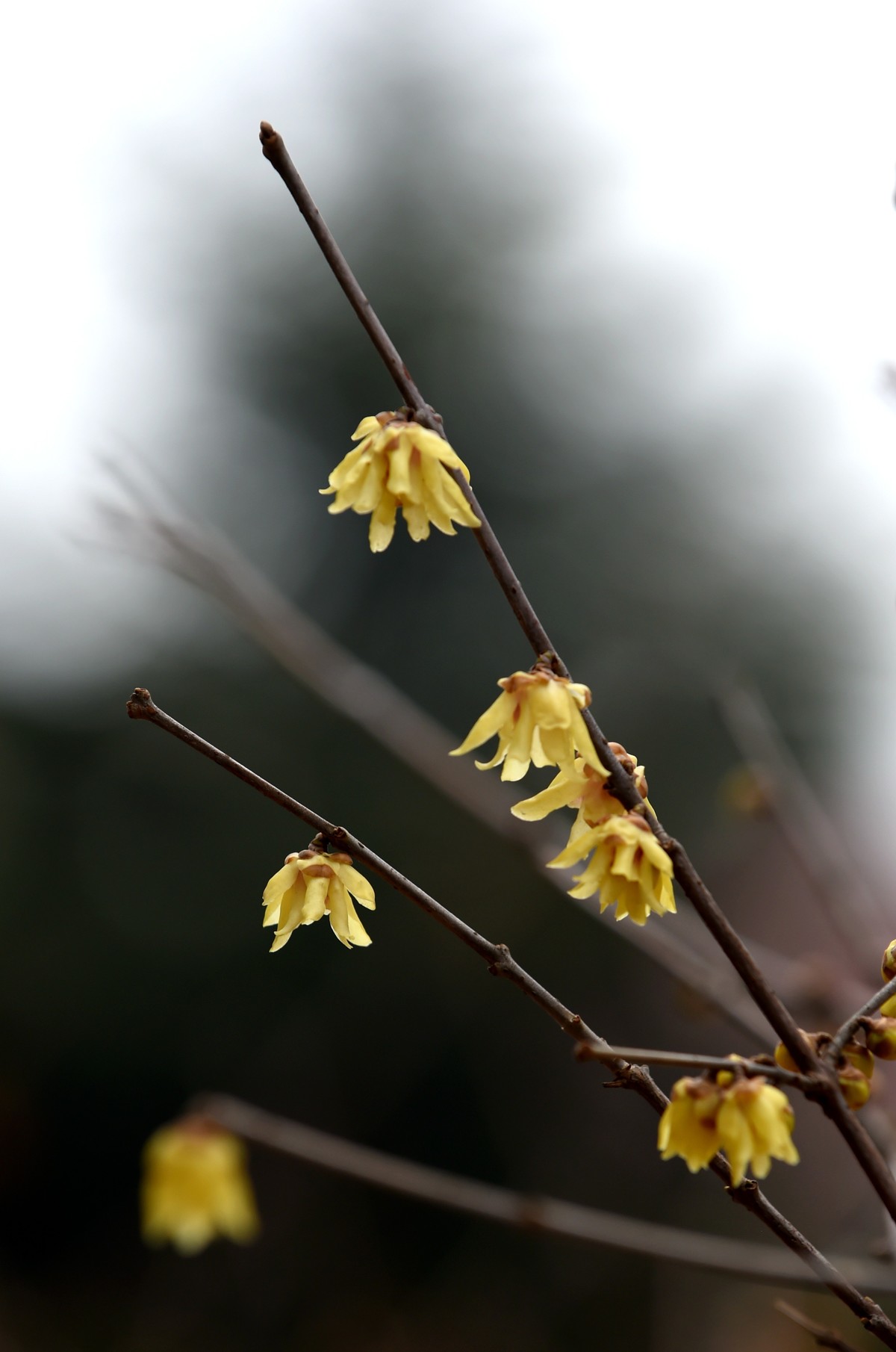 春节里的小“梅”好