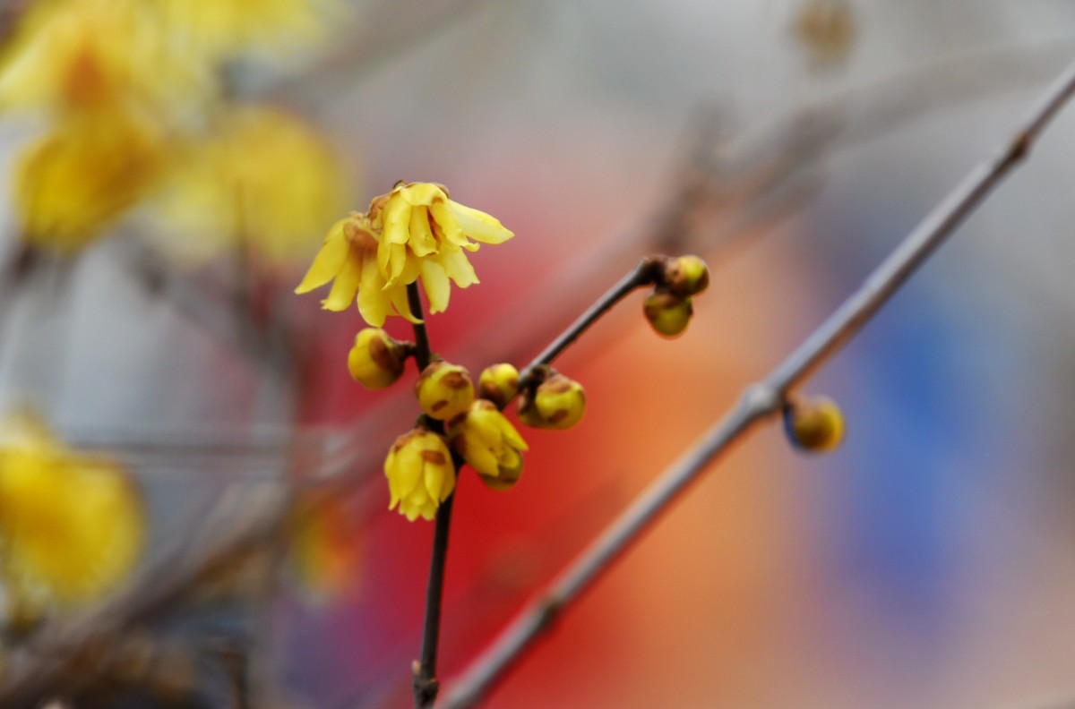 春节里的小“梅”好
