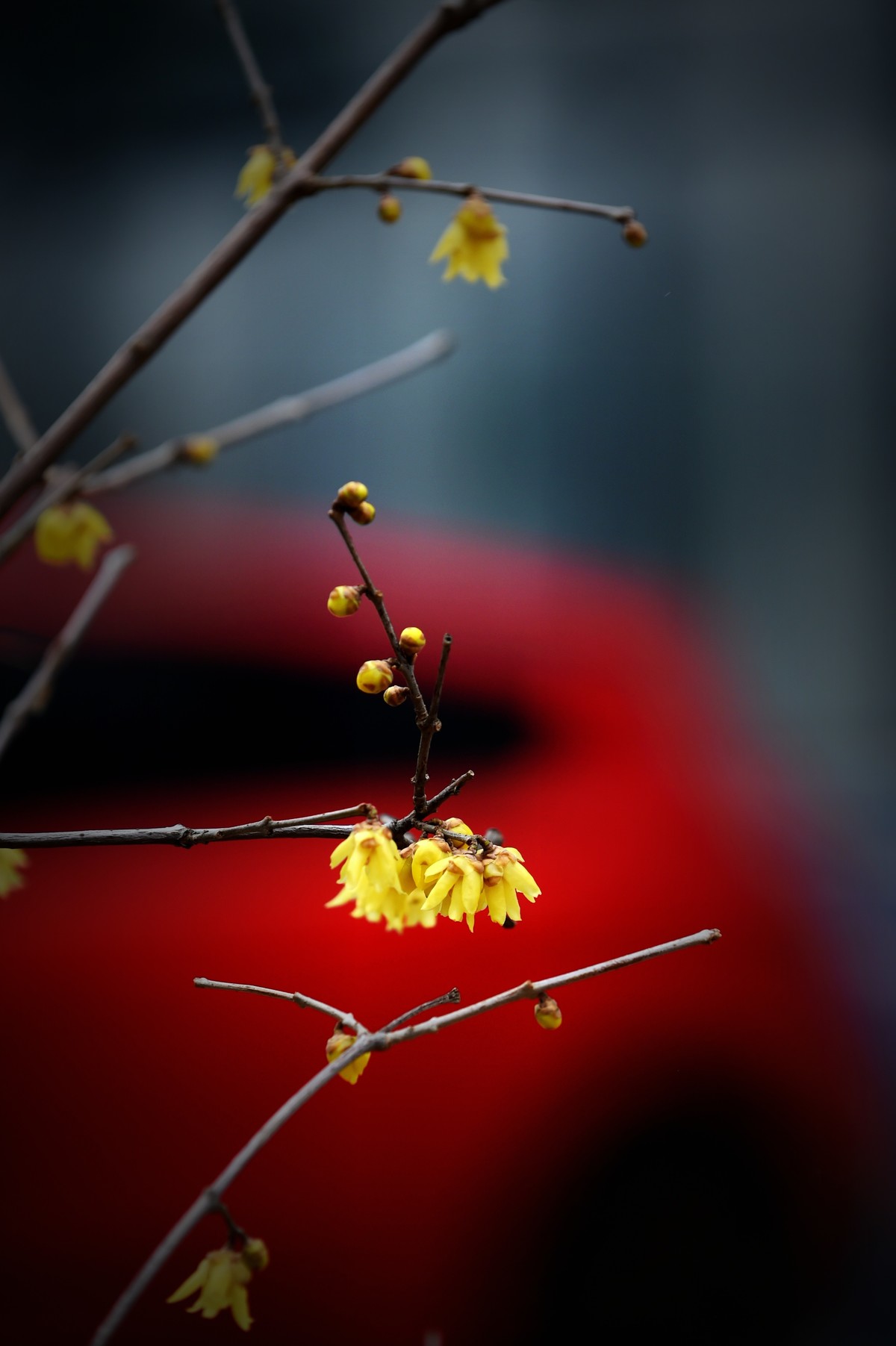 春节里的小“梅”好