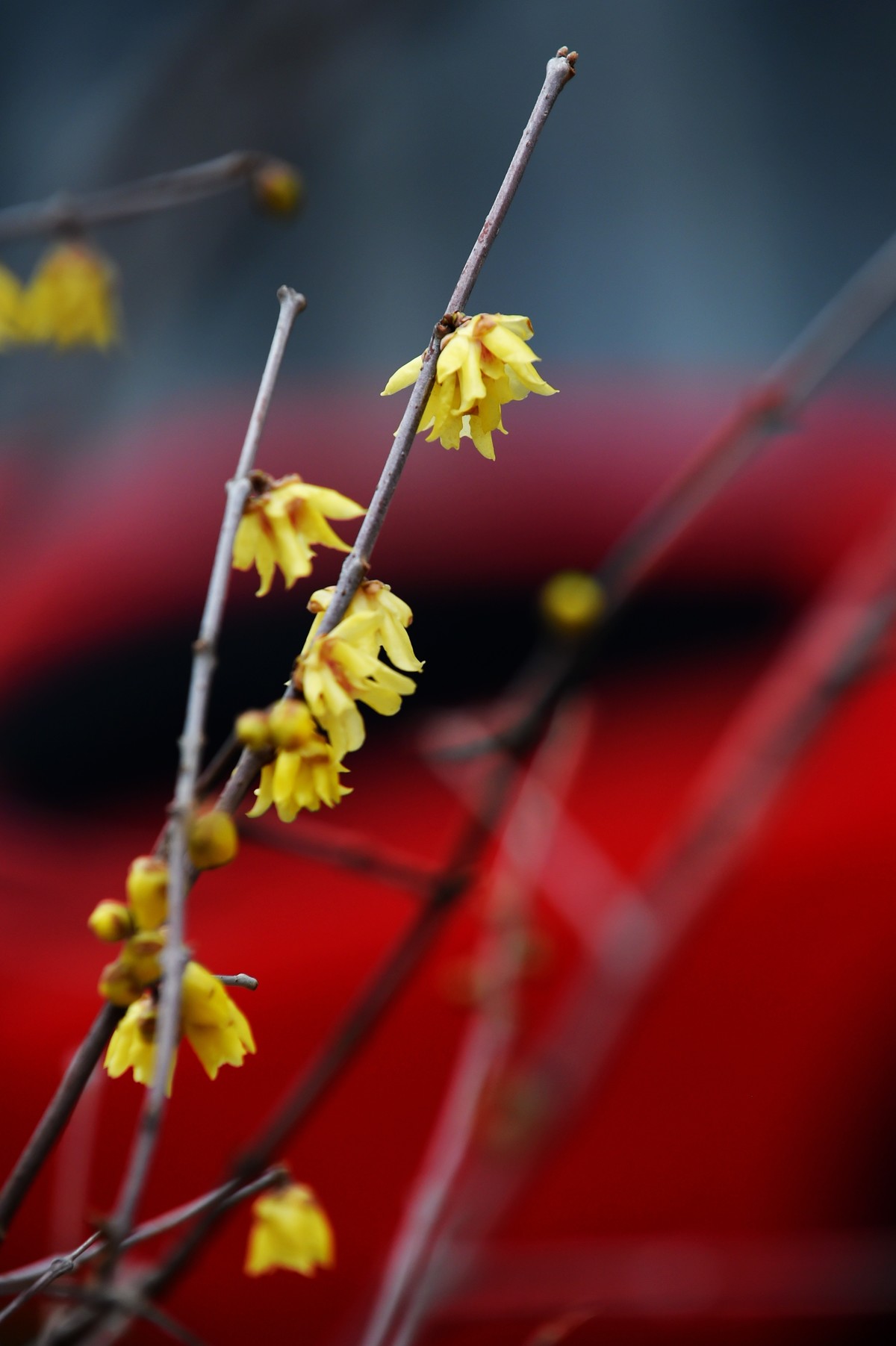 春节里的小“梅”好