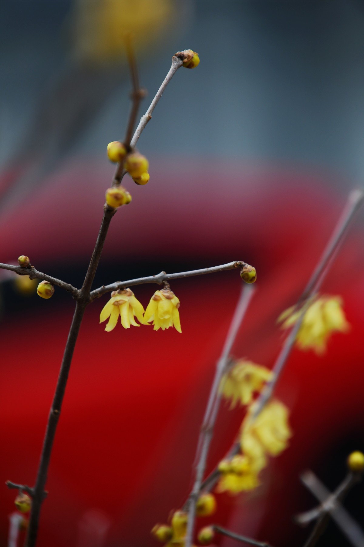 春节里的小“梅”好