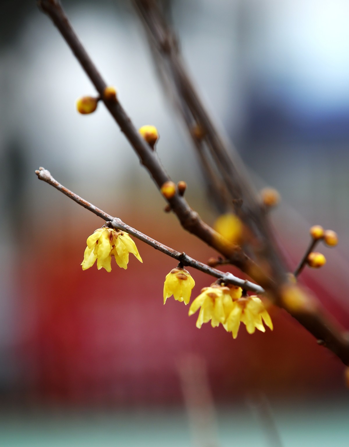 春节里的小“梅”好
