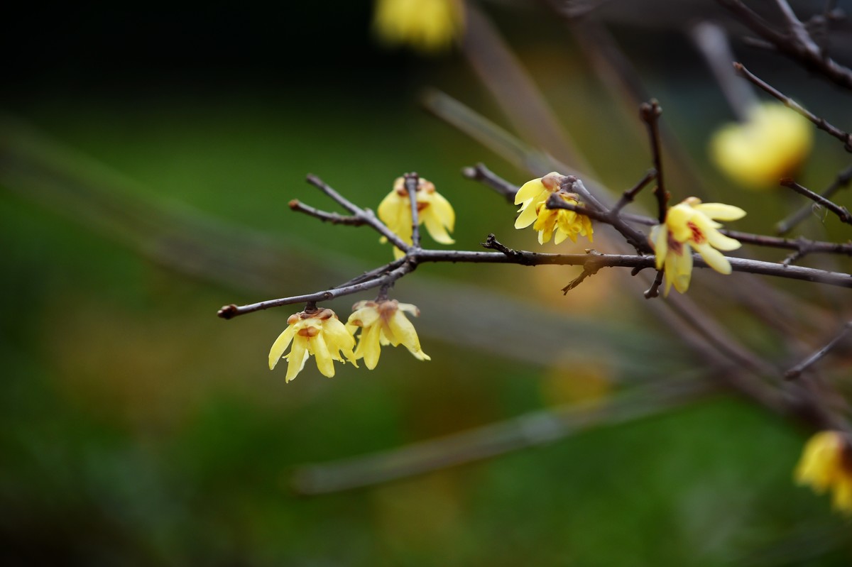 春节里的小“梅”好