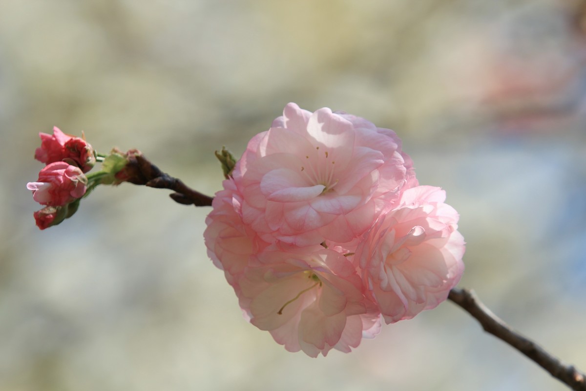 拍摄花卉一（516）