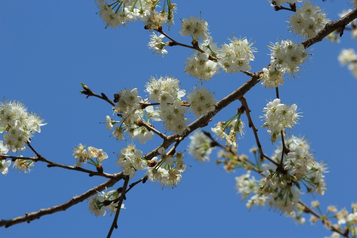 拍摄花卉一（516）