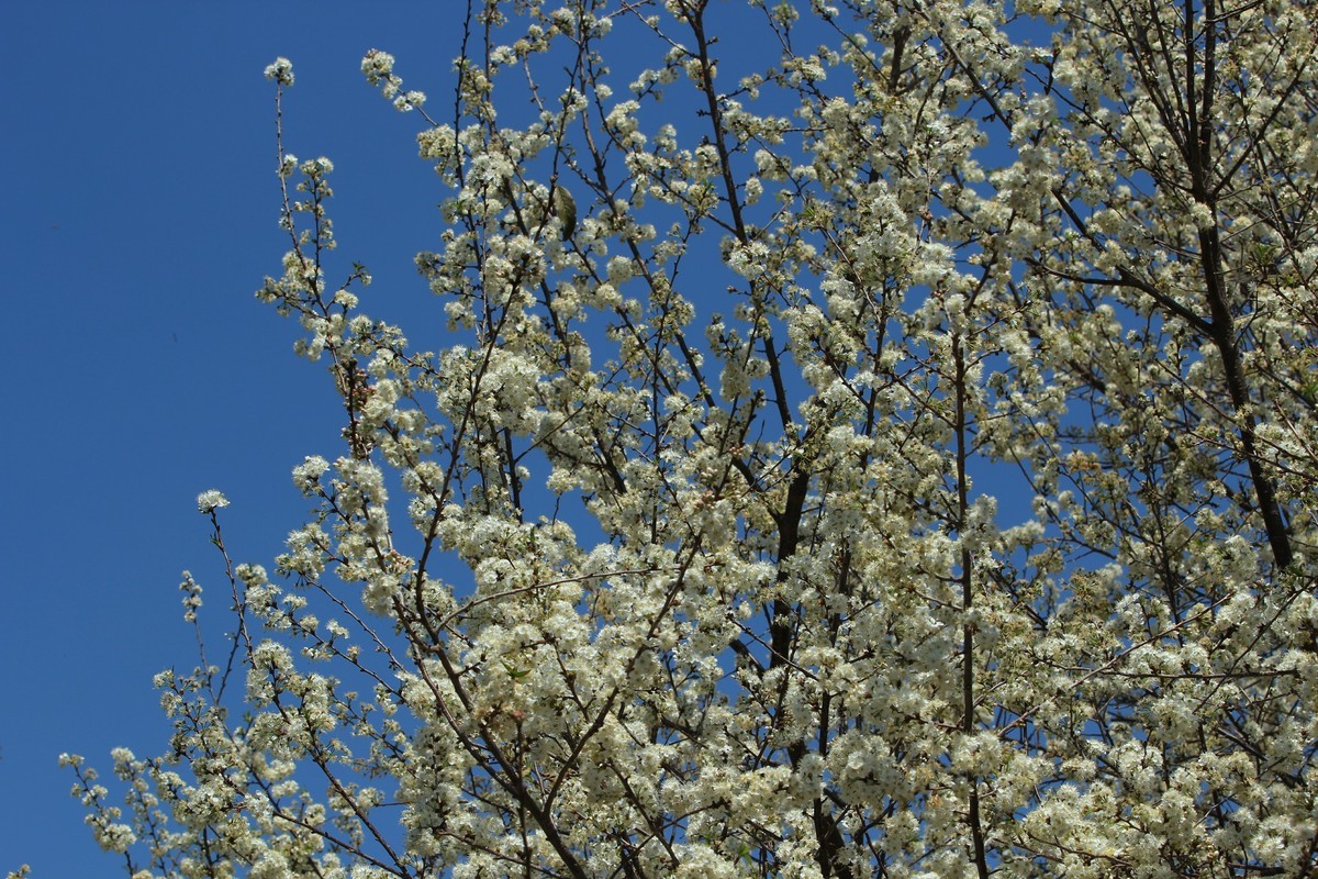 拍摄花卉一（516）