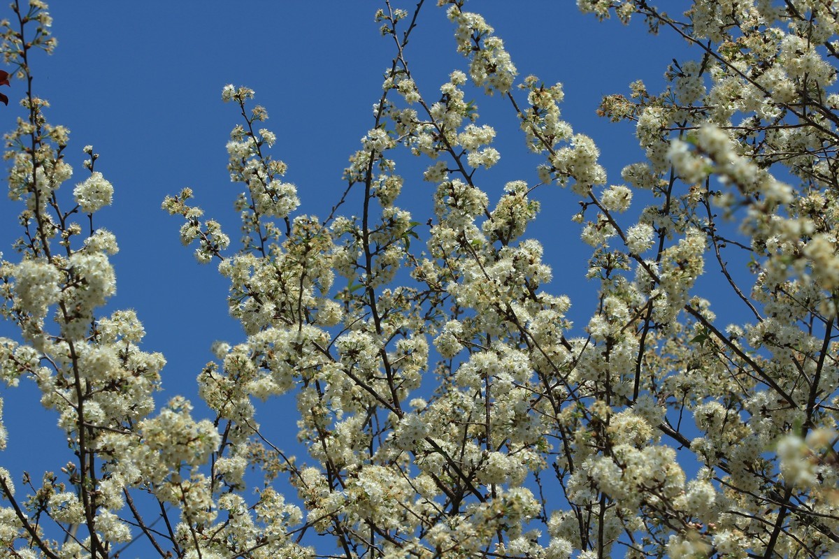 拍摄花卉一（516）