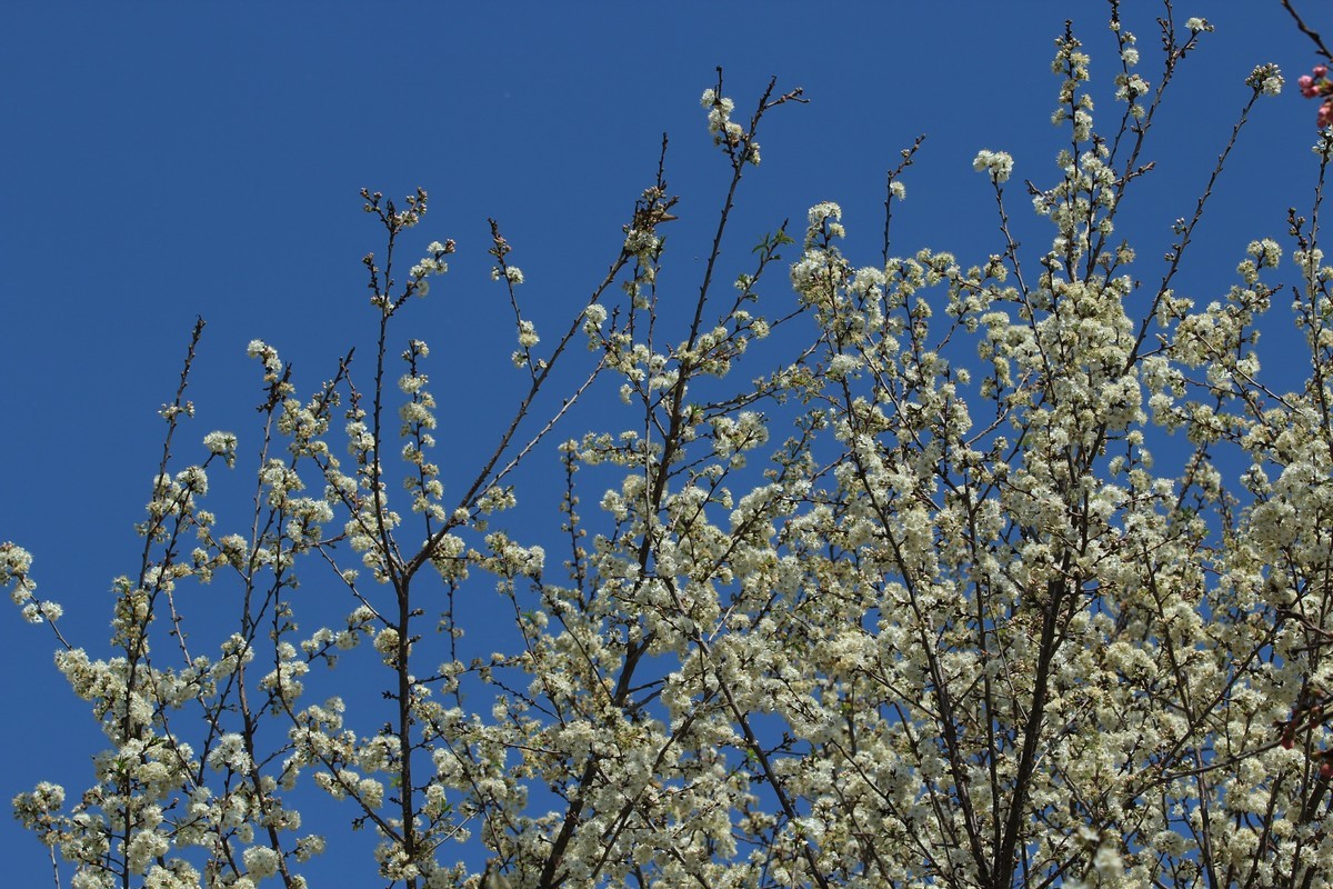 拍摄花卉一（516）