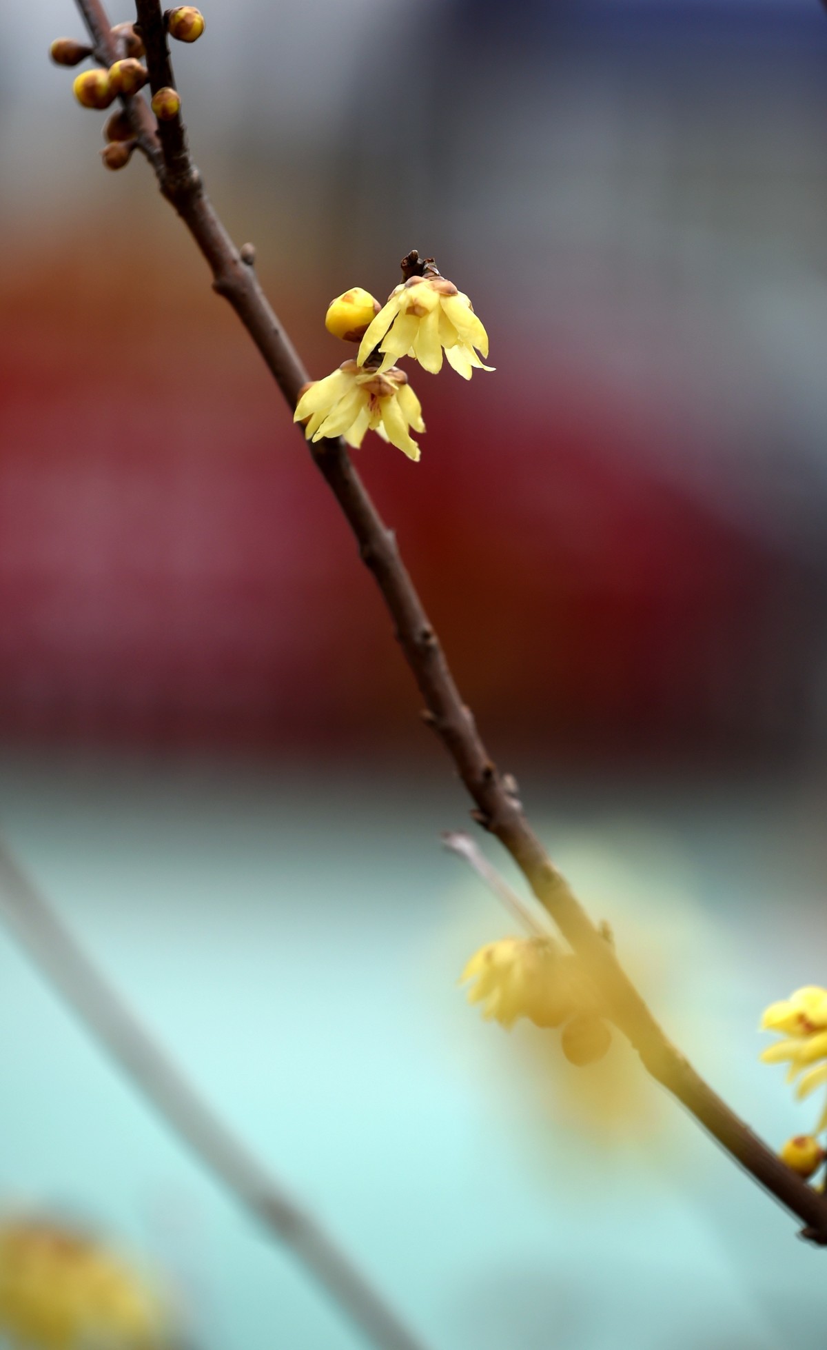 春节里的小“梅”好