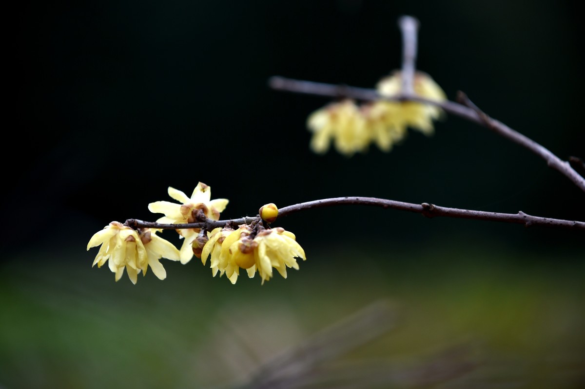 春节里的小“梅”好
