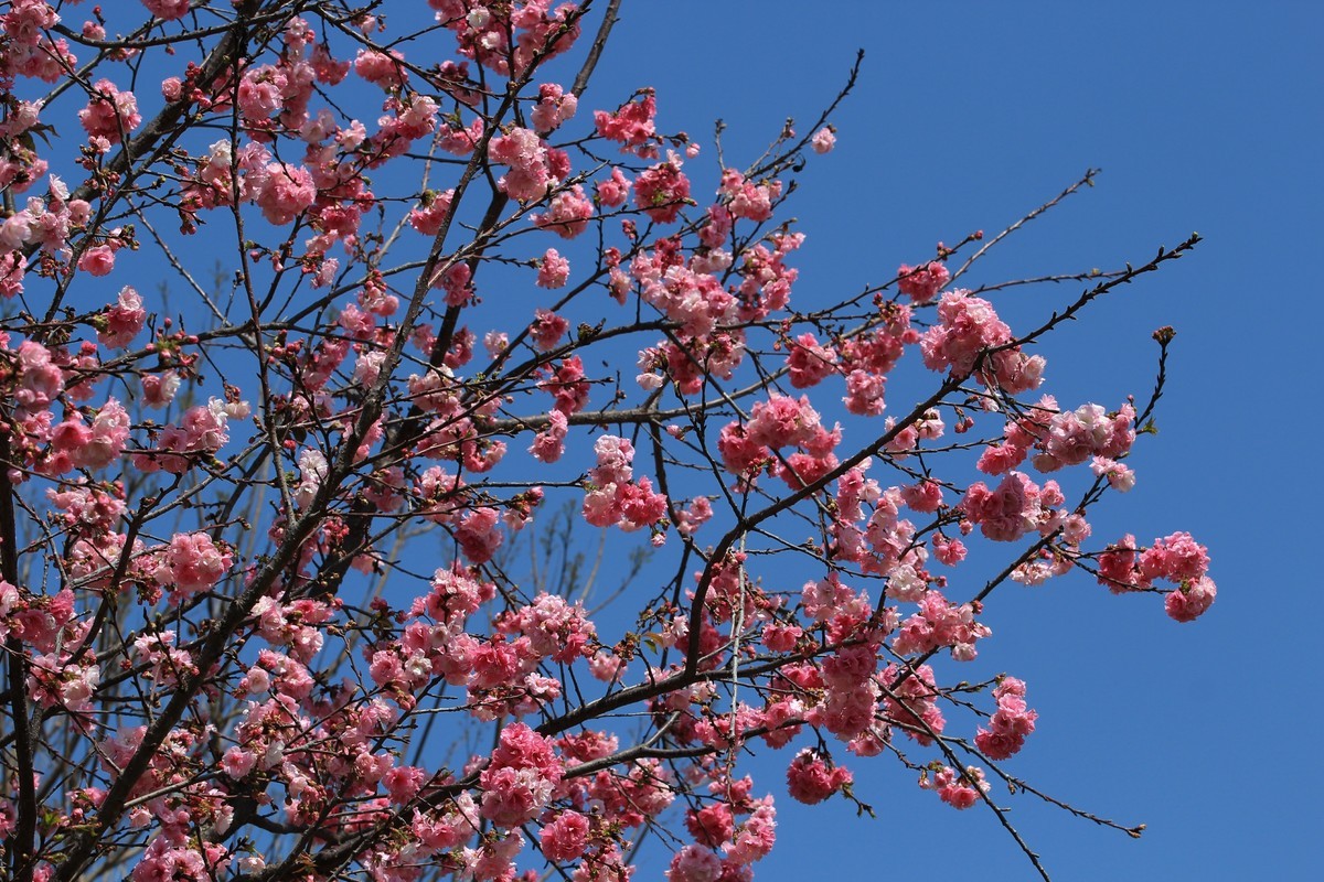 拍摄花卉一（516）