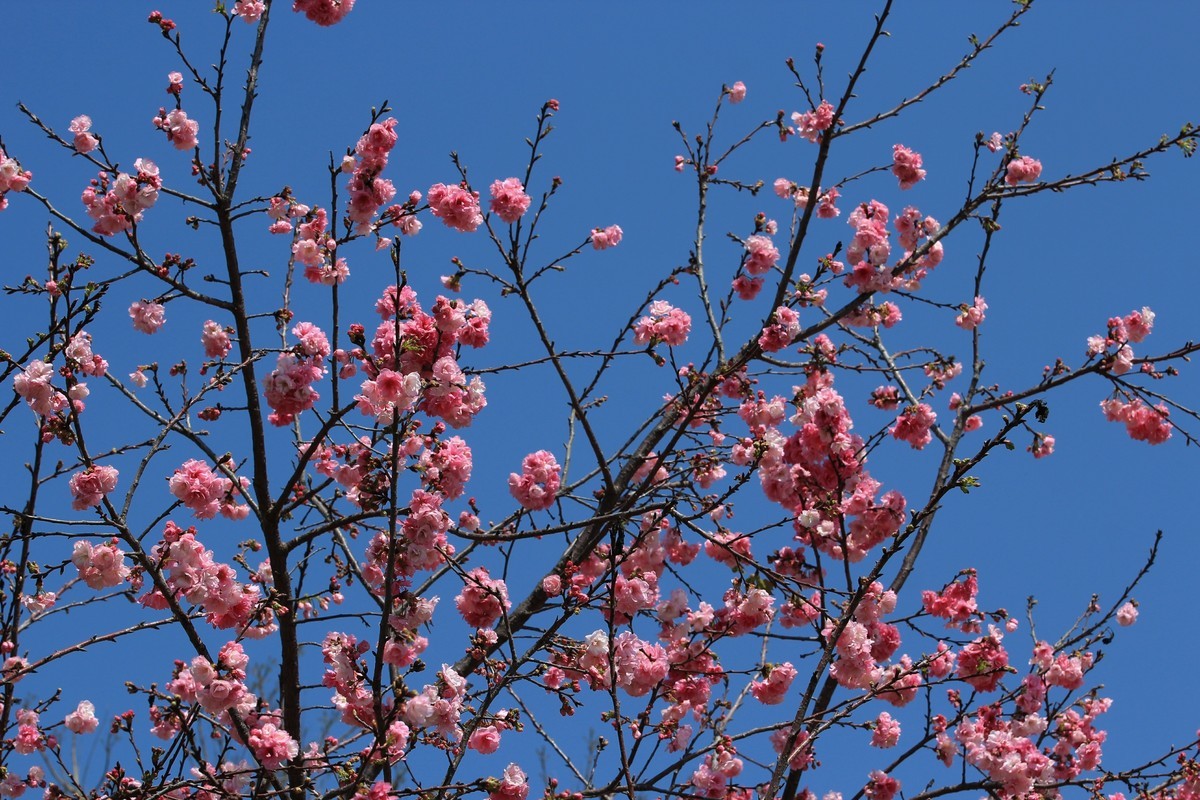 拍摄花卉一（516）