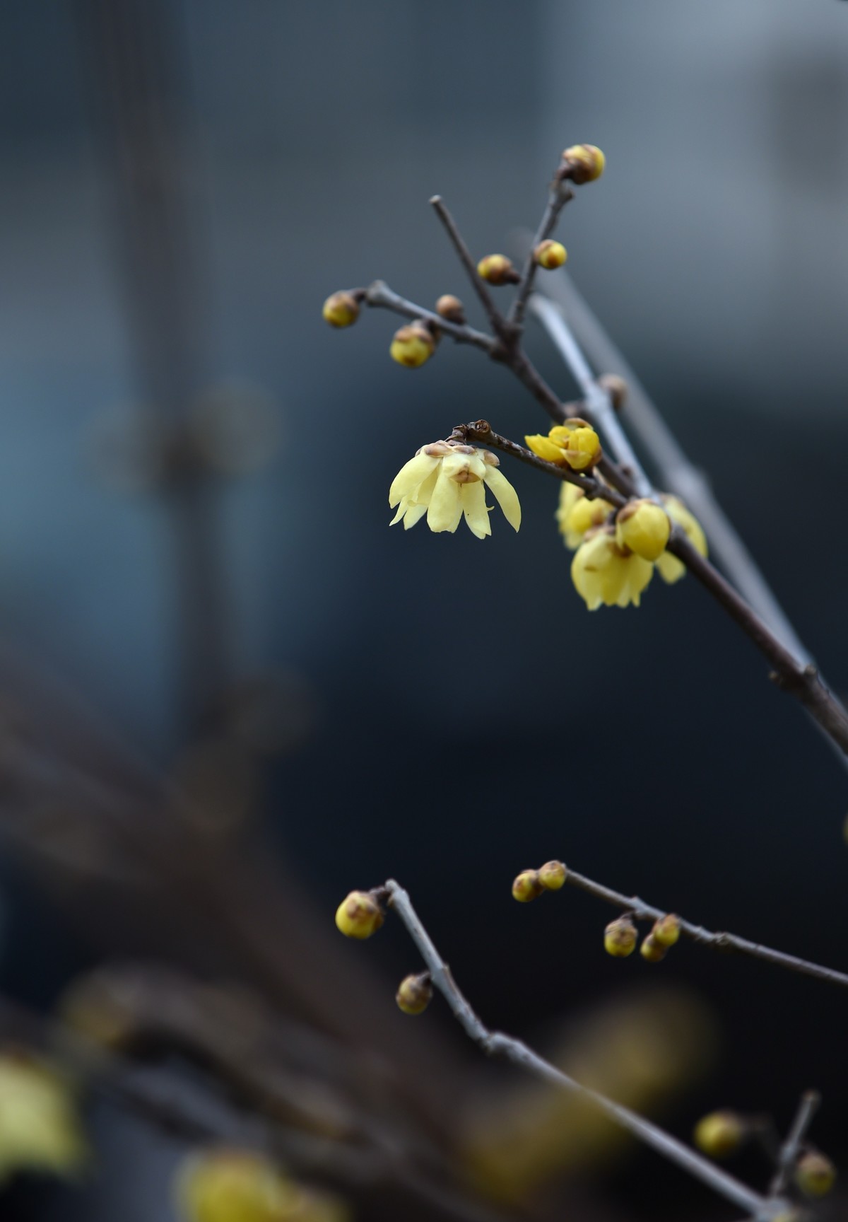 春节里的小“梅”好