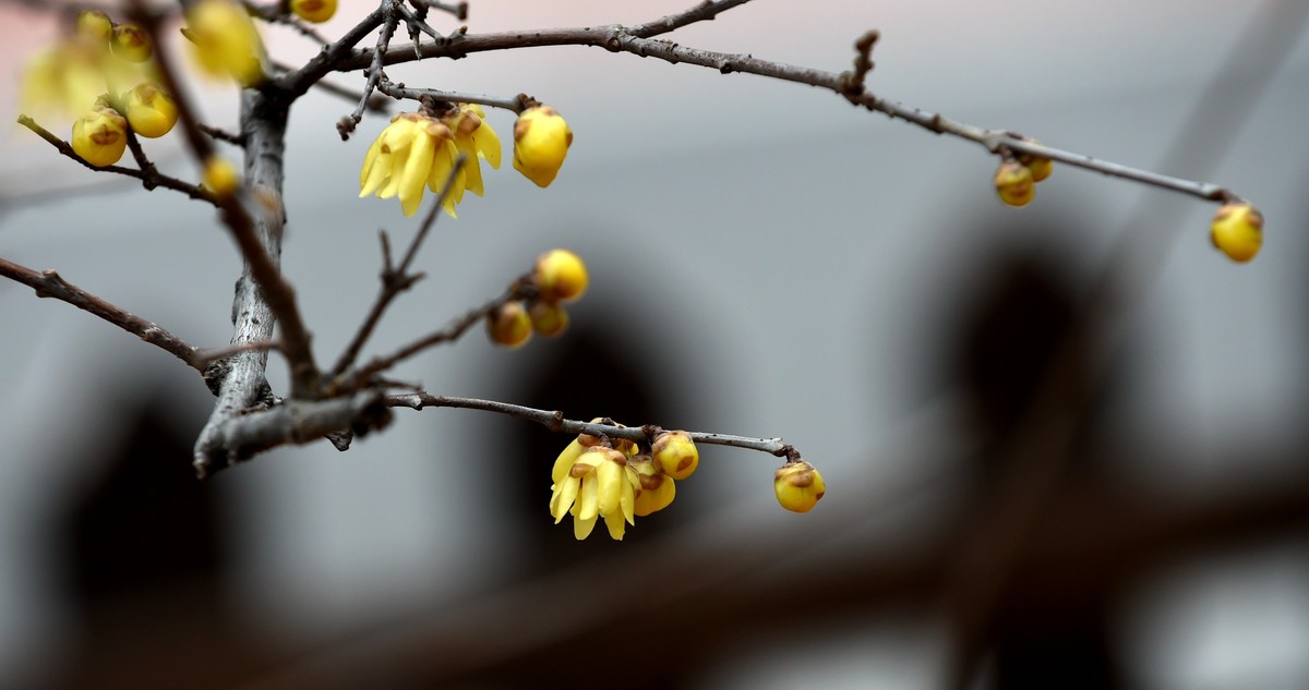 春节里的小“梅”好