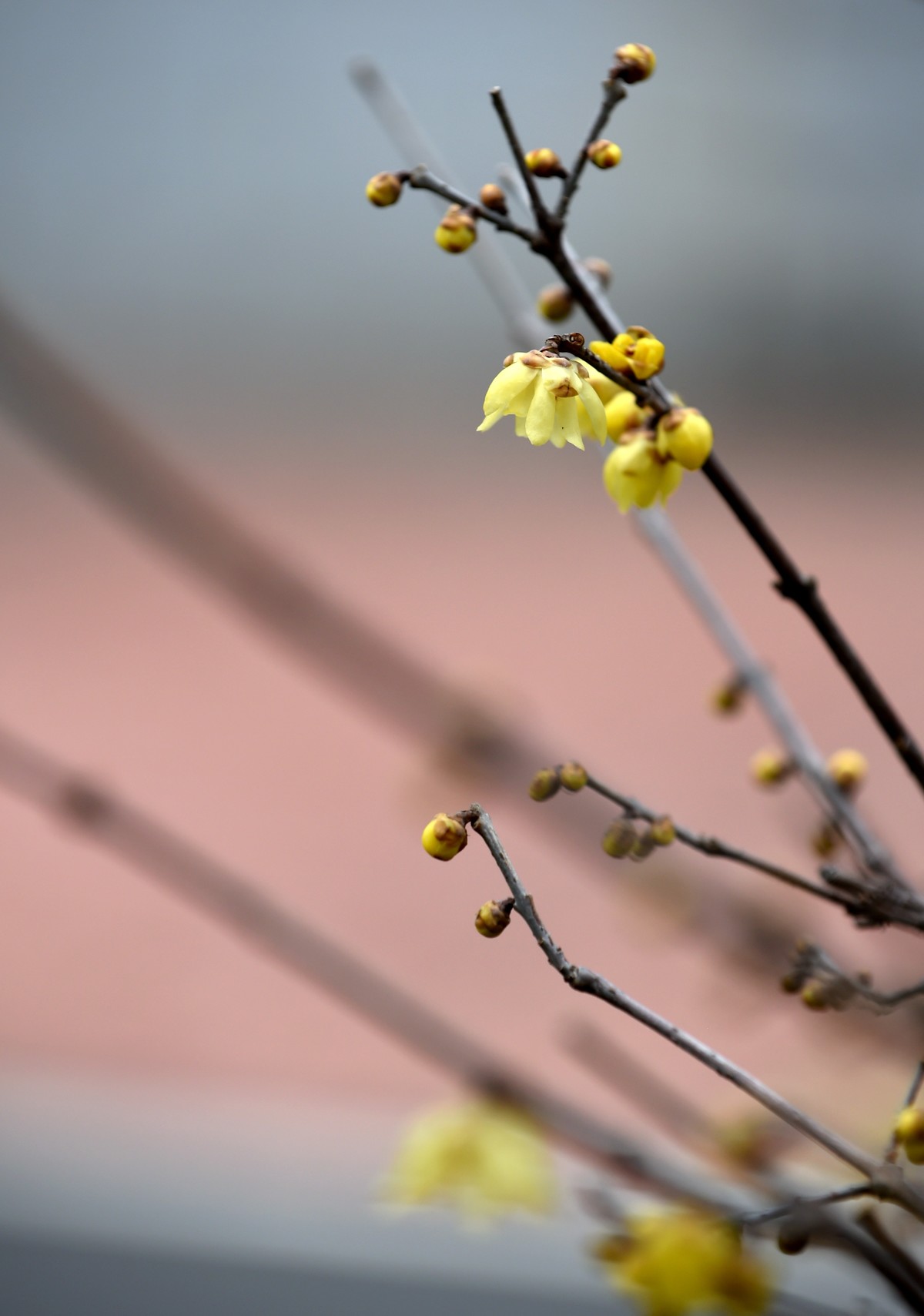 春节里的小“梅”好