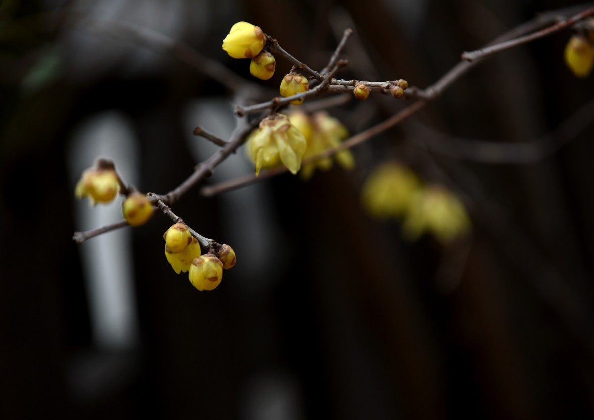 春节里的小“梅”好