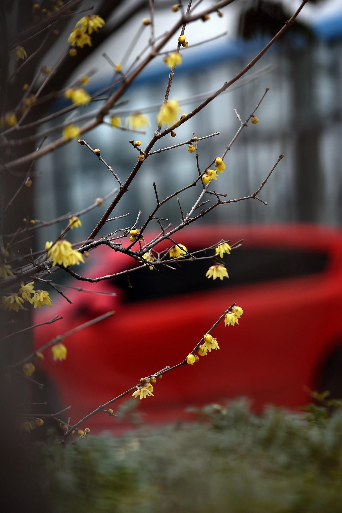 春节里的小“梅”好