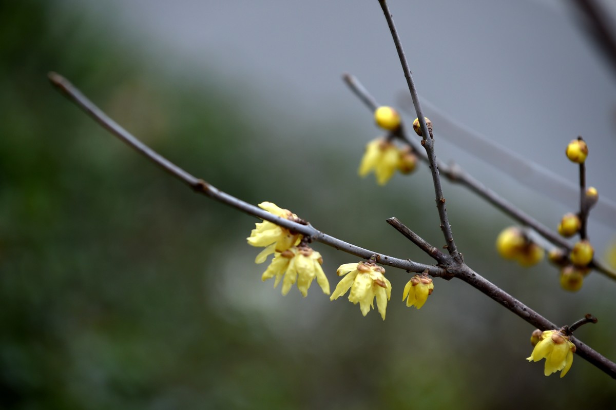 春节里的小“梅”好
