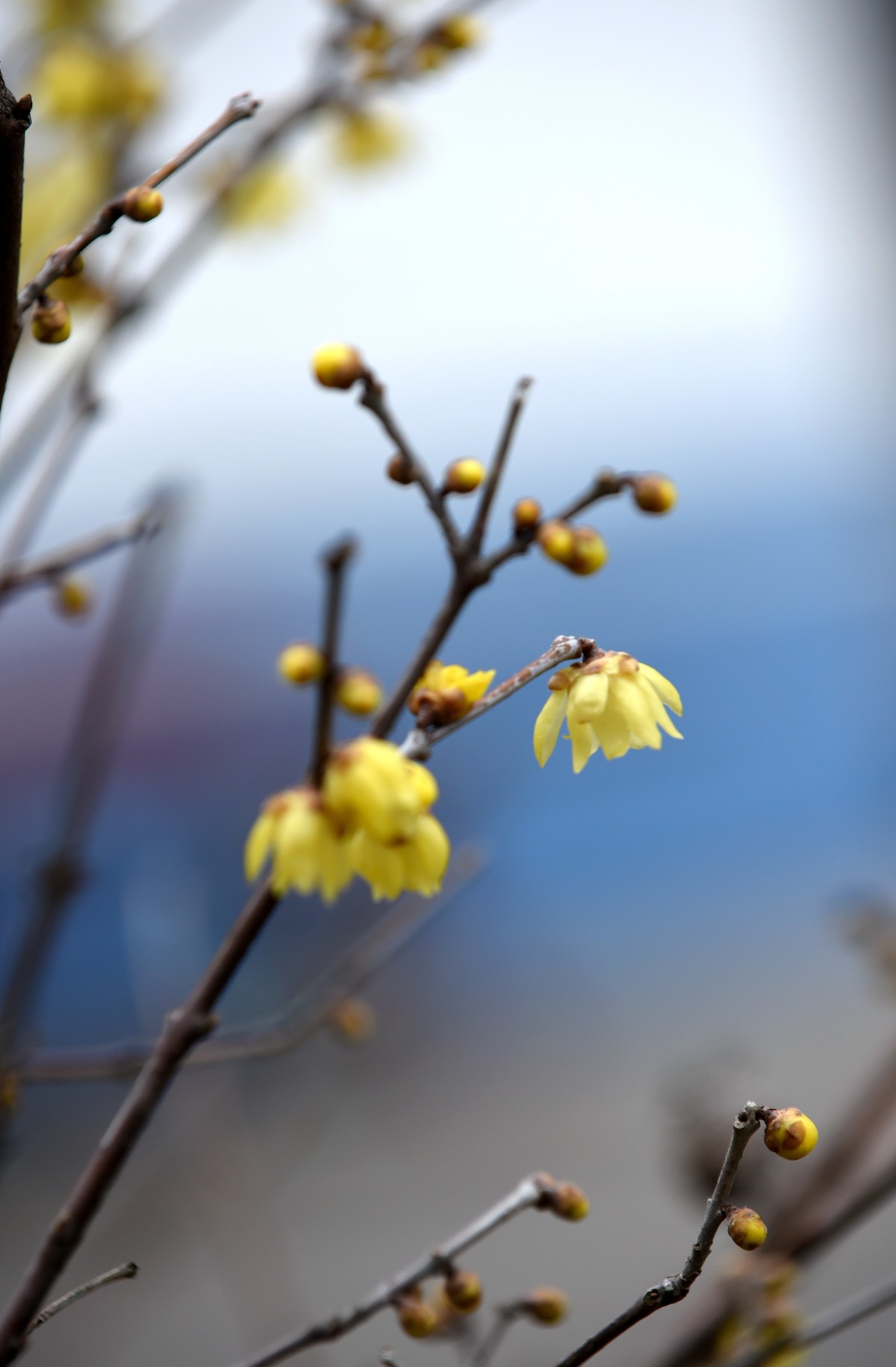 春节里的小“梅”好