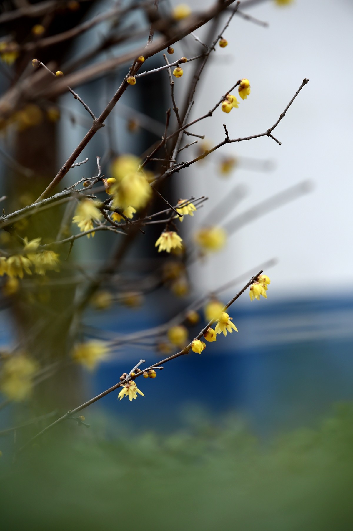 春节里的小“梅”好
