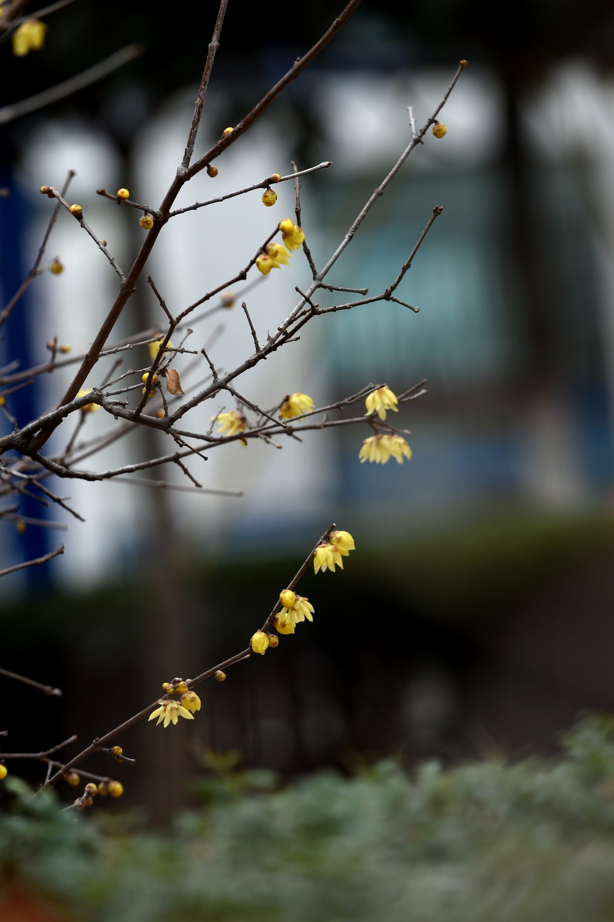 春节里的小“梅”好