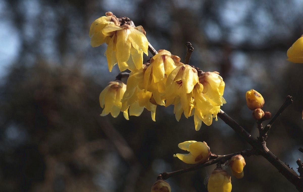 腊梅盛开新春来