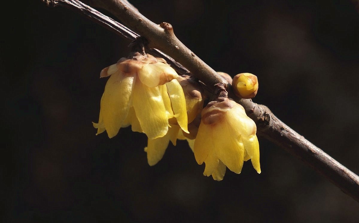 腊梅盛开新春来