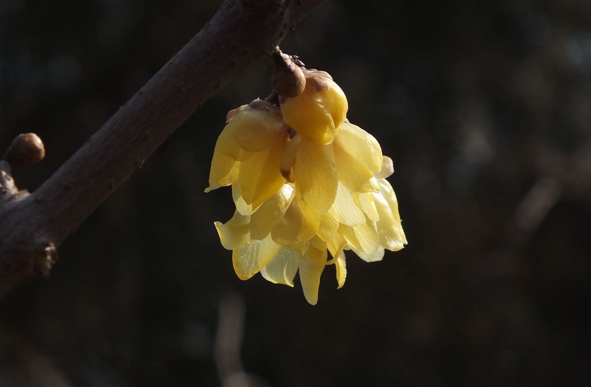 腊梅盛开新春来