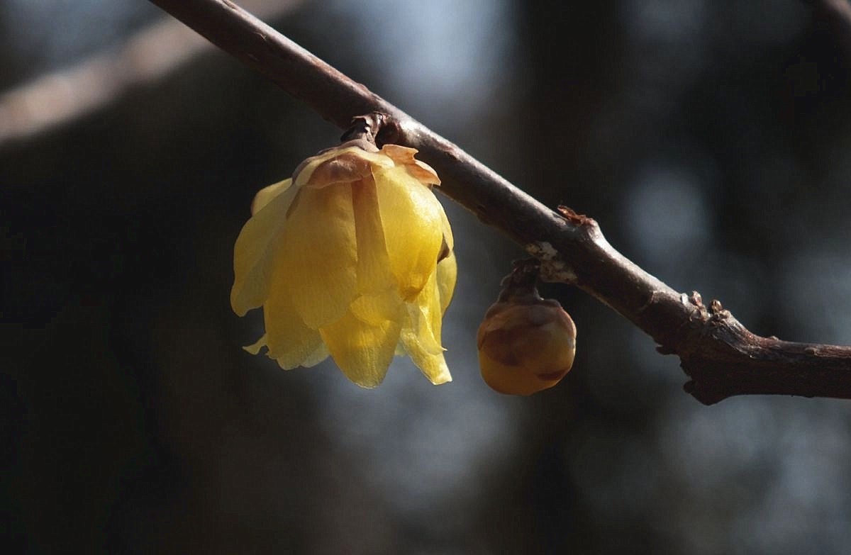 腊梅盛开新春来
