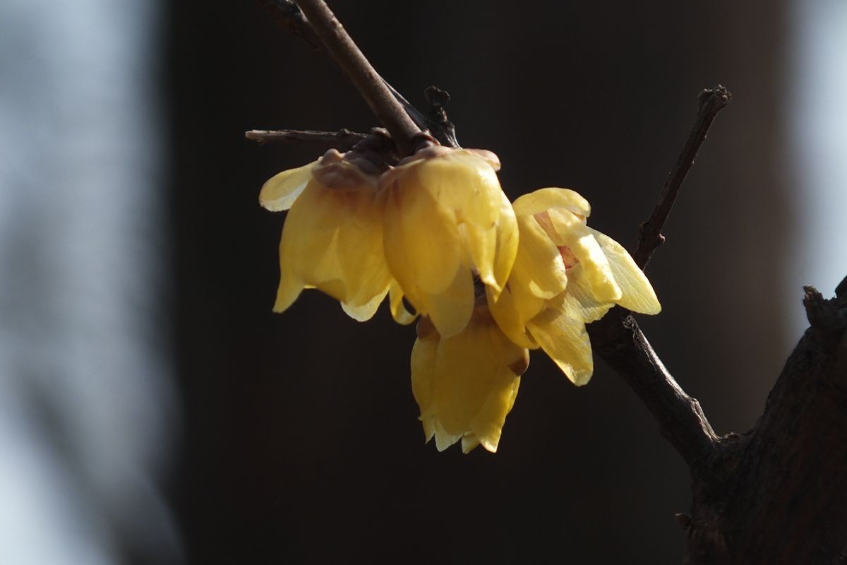 腊梅盛开新春来