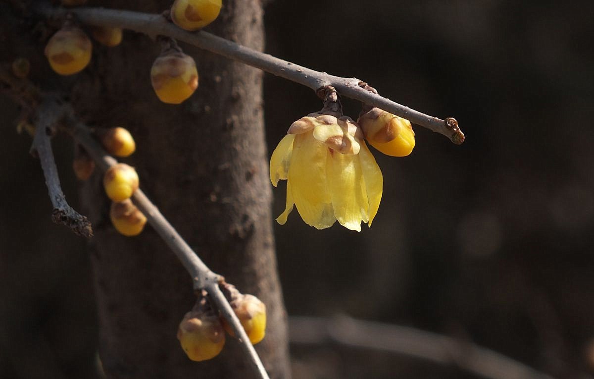 腊梅盛开新春来