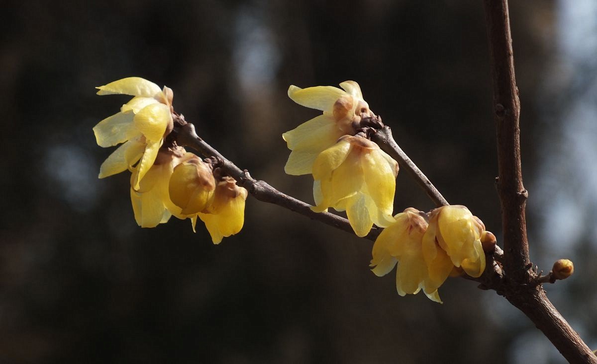 腊梅盛开新春来