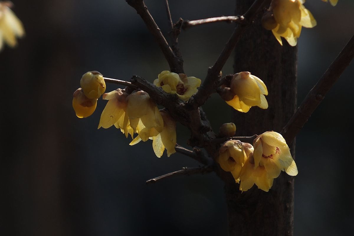 腊梅盛开新春来