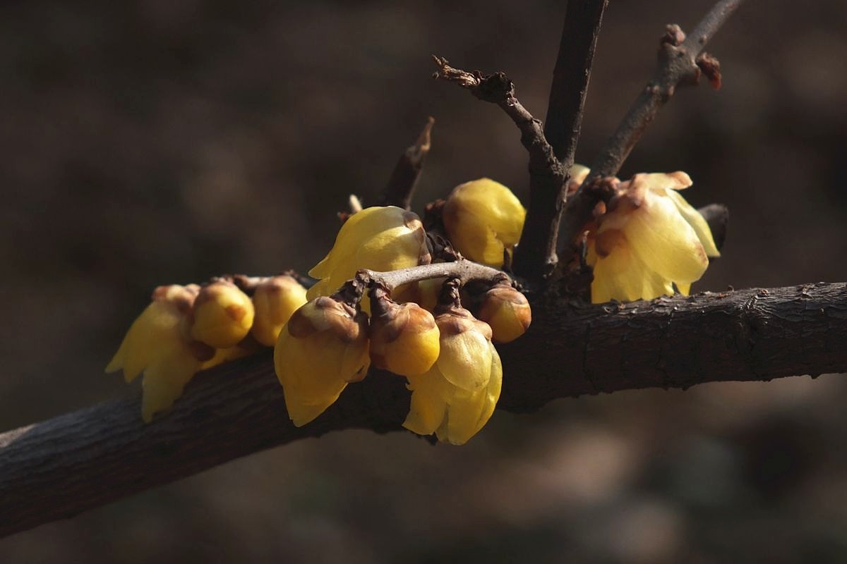腊梅盛开新春来