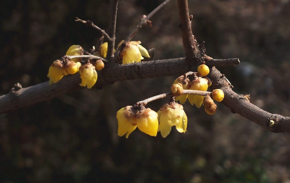 腊梅盛开新春来
