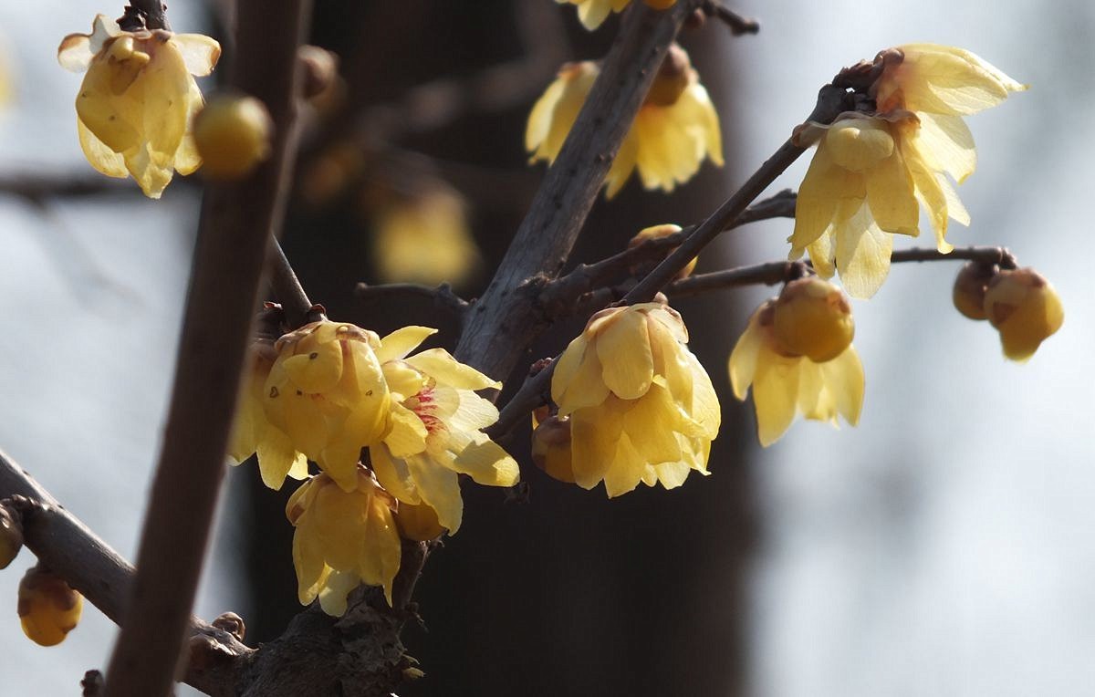 腊梅盛开新春来