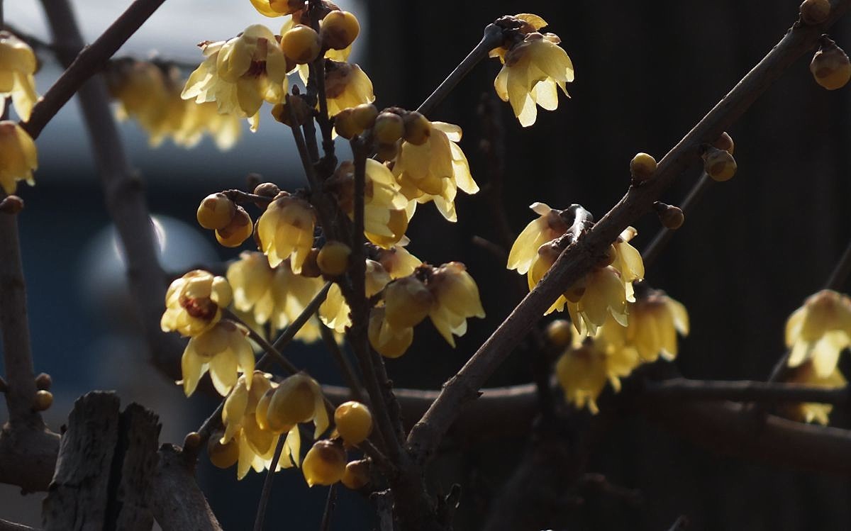 腊梅盛开新春来