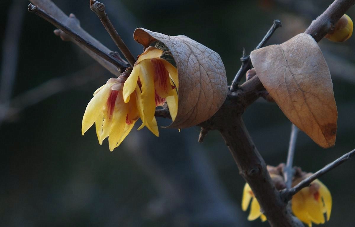 腊梅盛开新春来