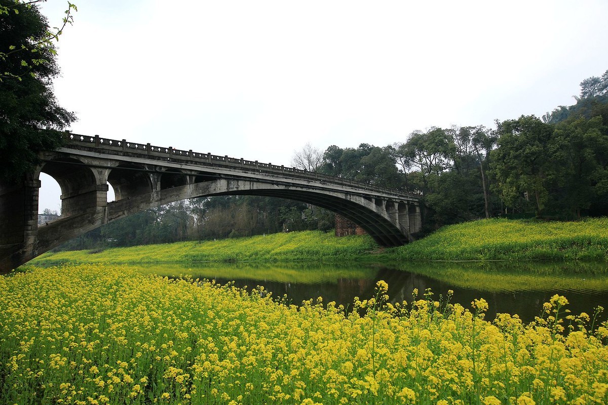 麻浩油菜花【七】2025.069