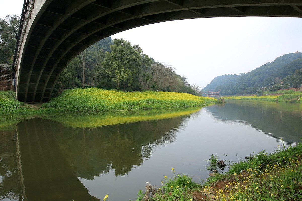 麻浩油菜花【七】2025.069