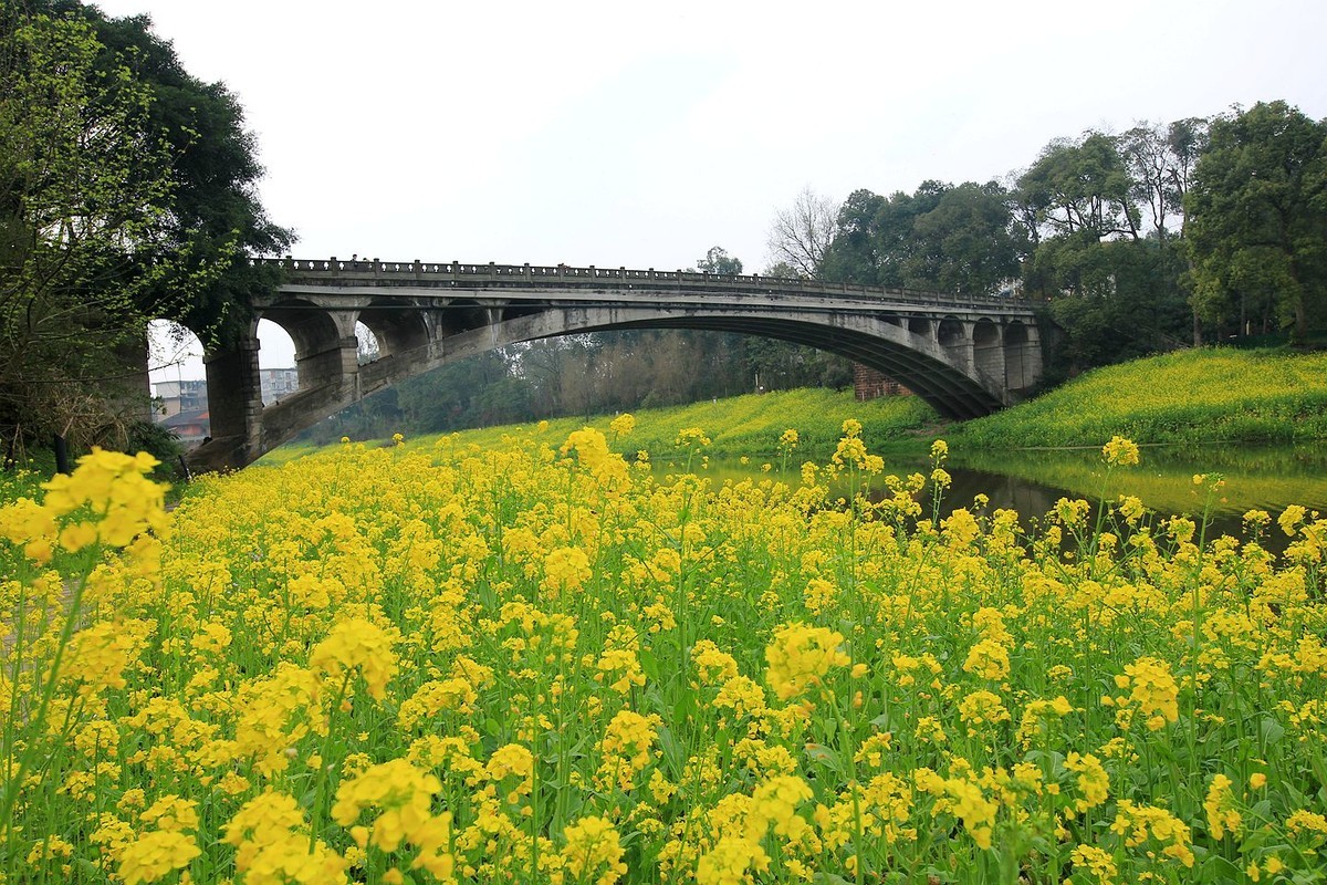 麻浩油菜花【七】2025.069