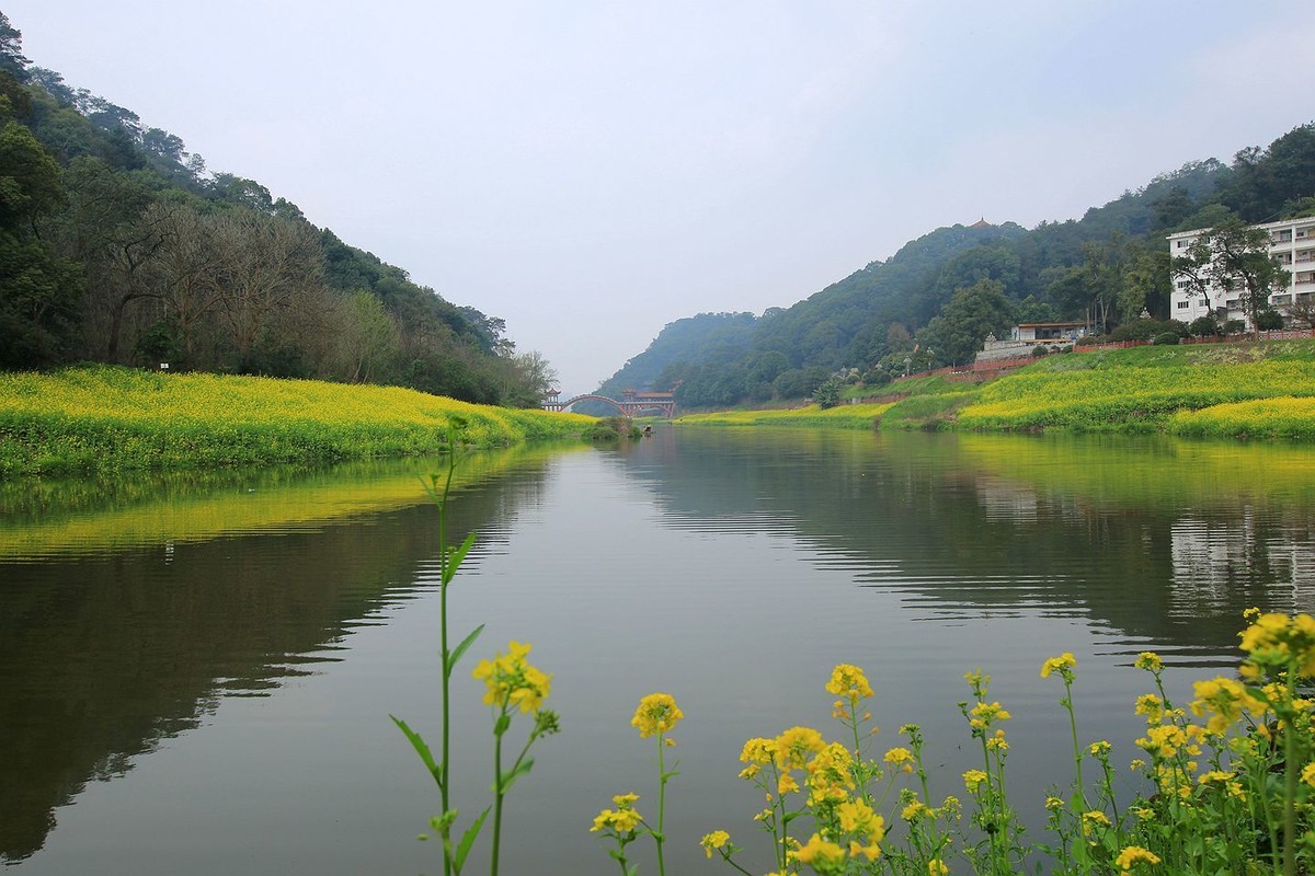 麻浩油菜花【七】2025.069