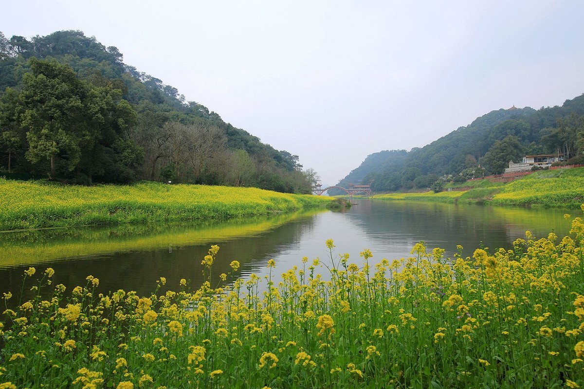 麻浩油菜花【七】2025.069