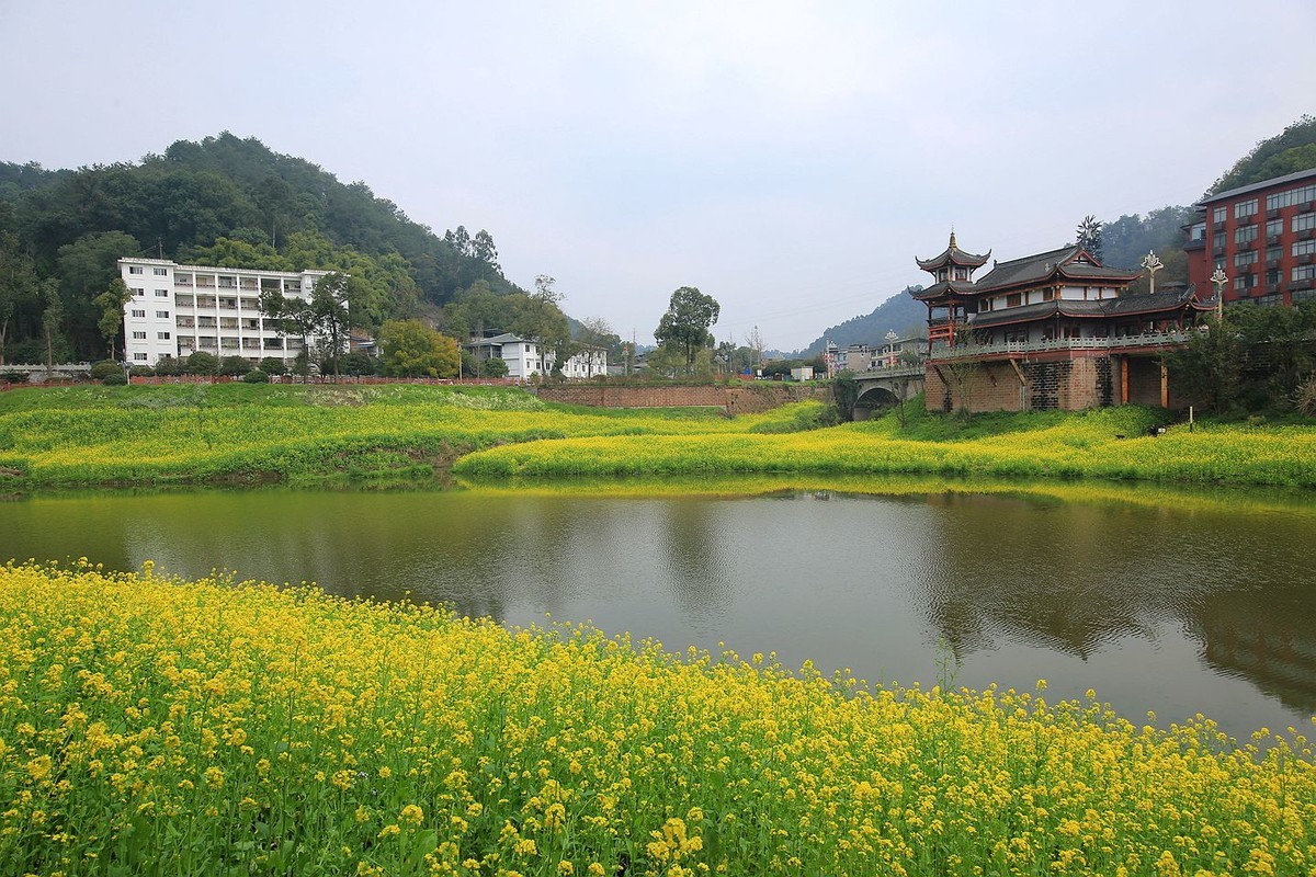 麻浩油菜花【七】2025.069