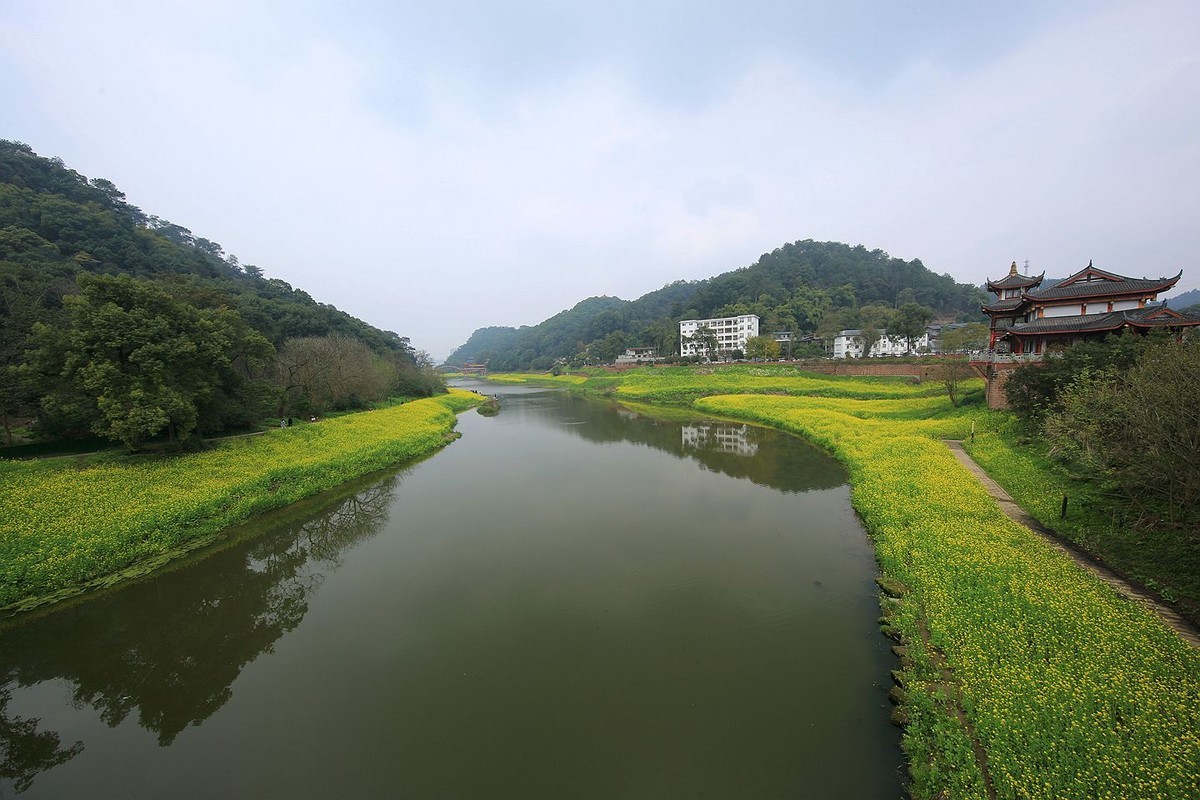 麻浩油菜花【七】2025.069