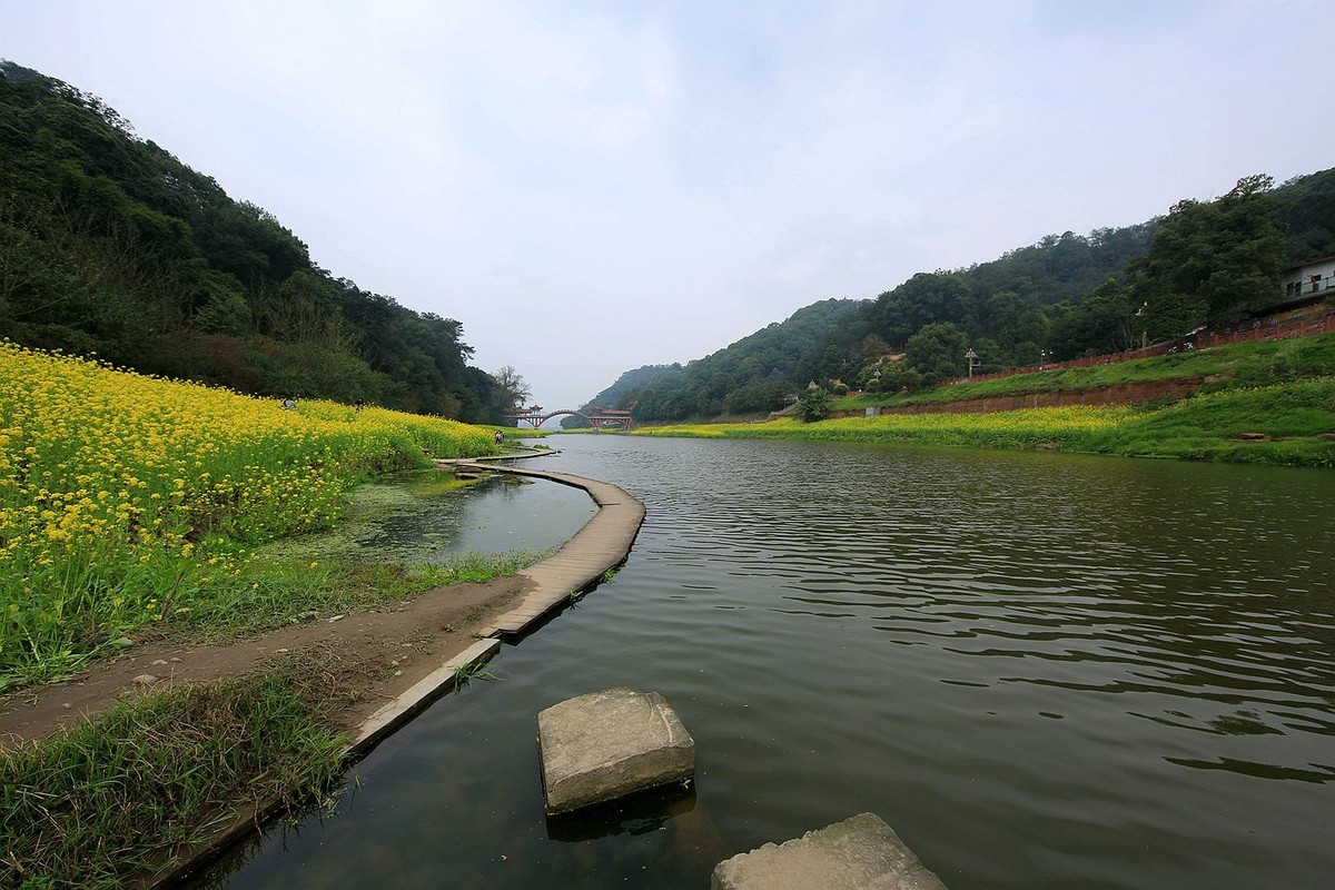 麻浩油菜花【七】2025.069