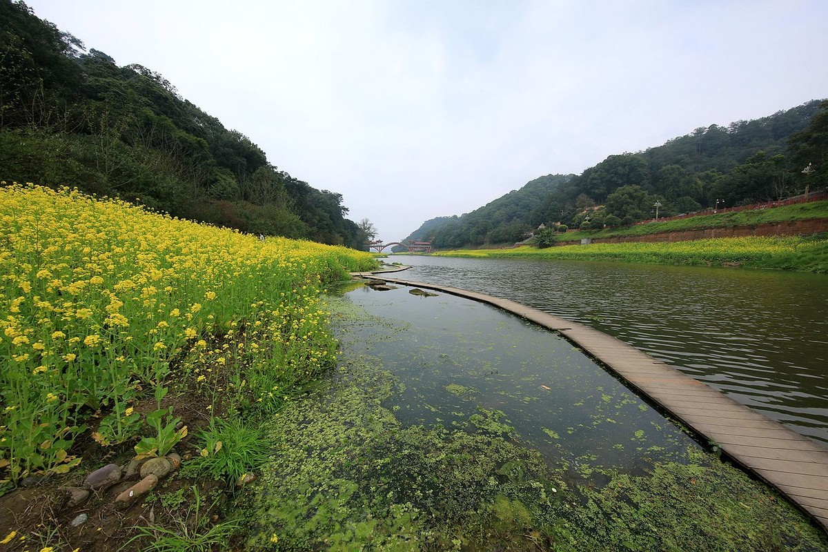 麻浩油菜花【七】2025.069