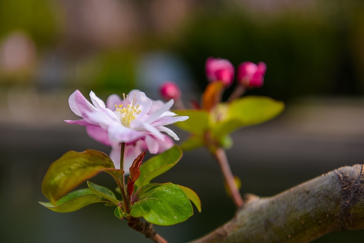 2025年第0253贴-海棠花溪纪实拍（0421）