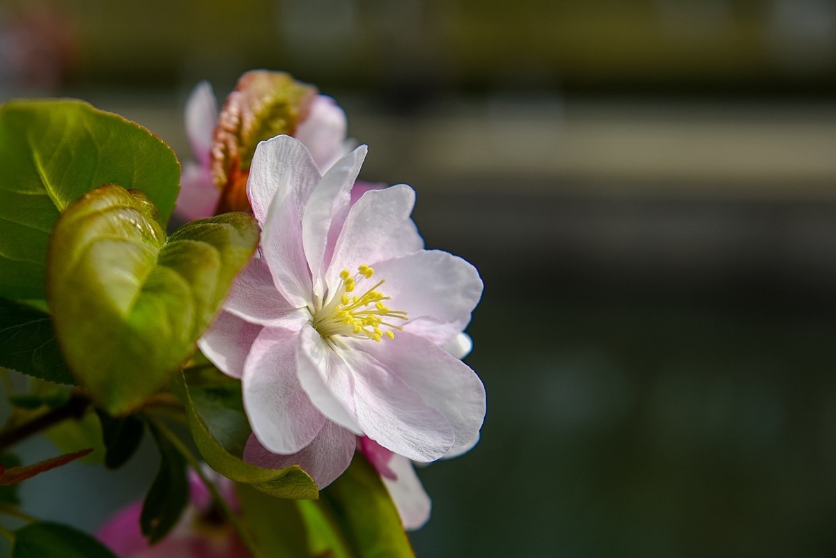 2025年第0253贴-海棠花溪纪实拍（0421）