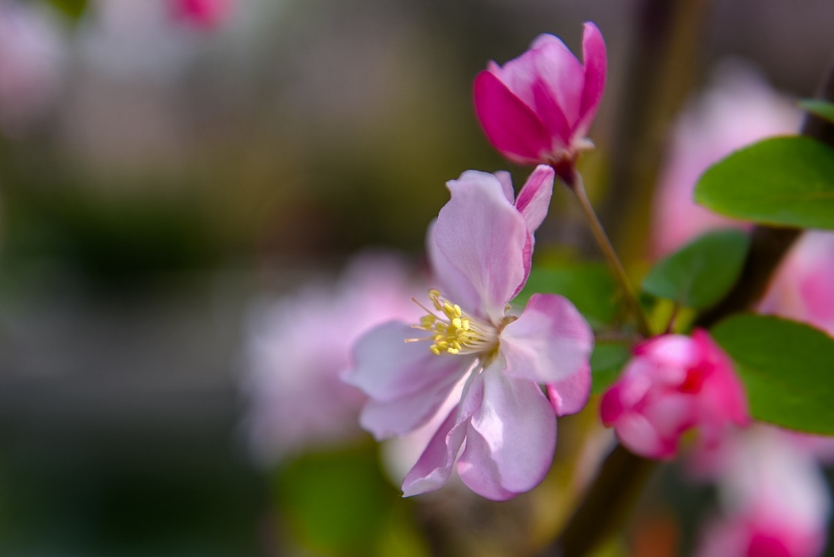 2025年第0253贴-海棠花溪纪实拍（0421）